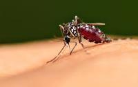 Marks Mosquito Pest control Sydney image 1